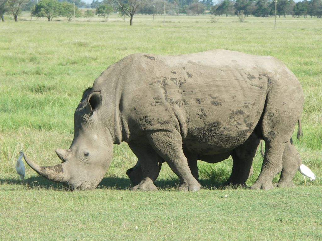 breitmaulnashorn 
